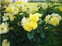 e071c6ae-Picture 009.jpg